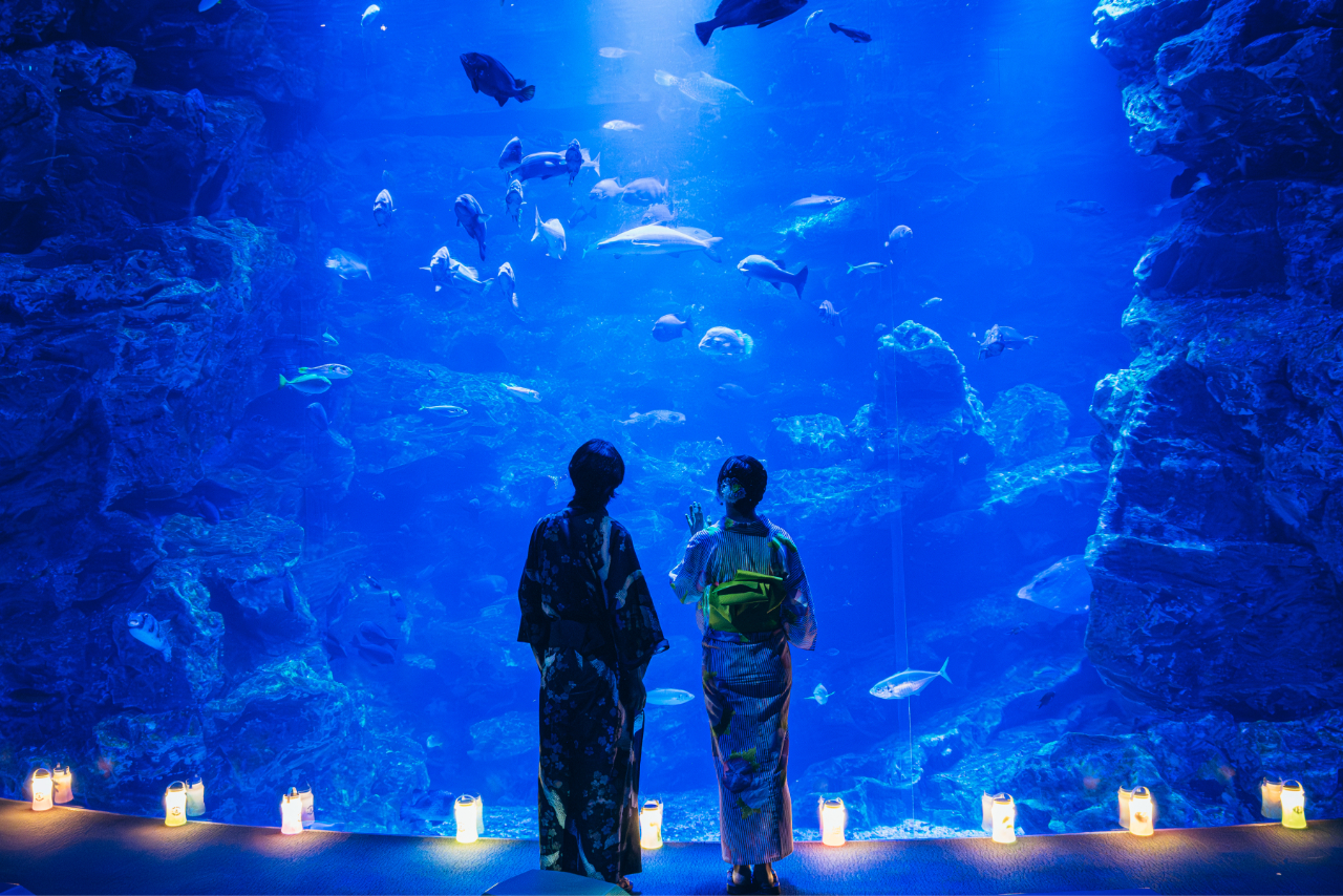 京都水族館 夏の「全館(東の界・西の界)」入場券 京都水族館 夏の「全館(東の界・西の界)」入場券