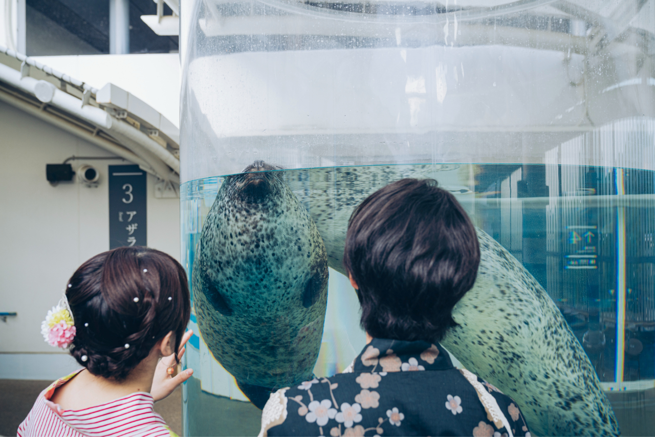 京都水族館 夏の「東の界」入場券 京都水族館 夏の「東の界」入場券