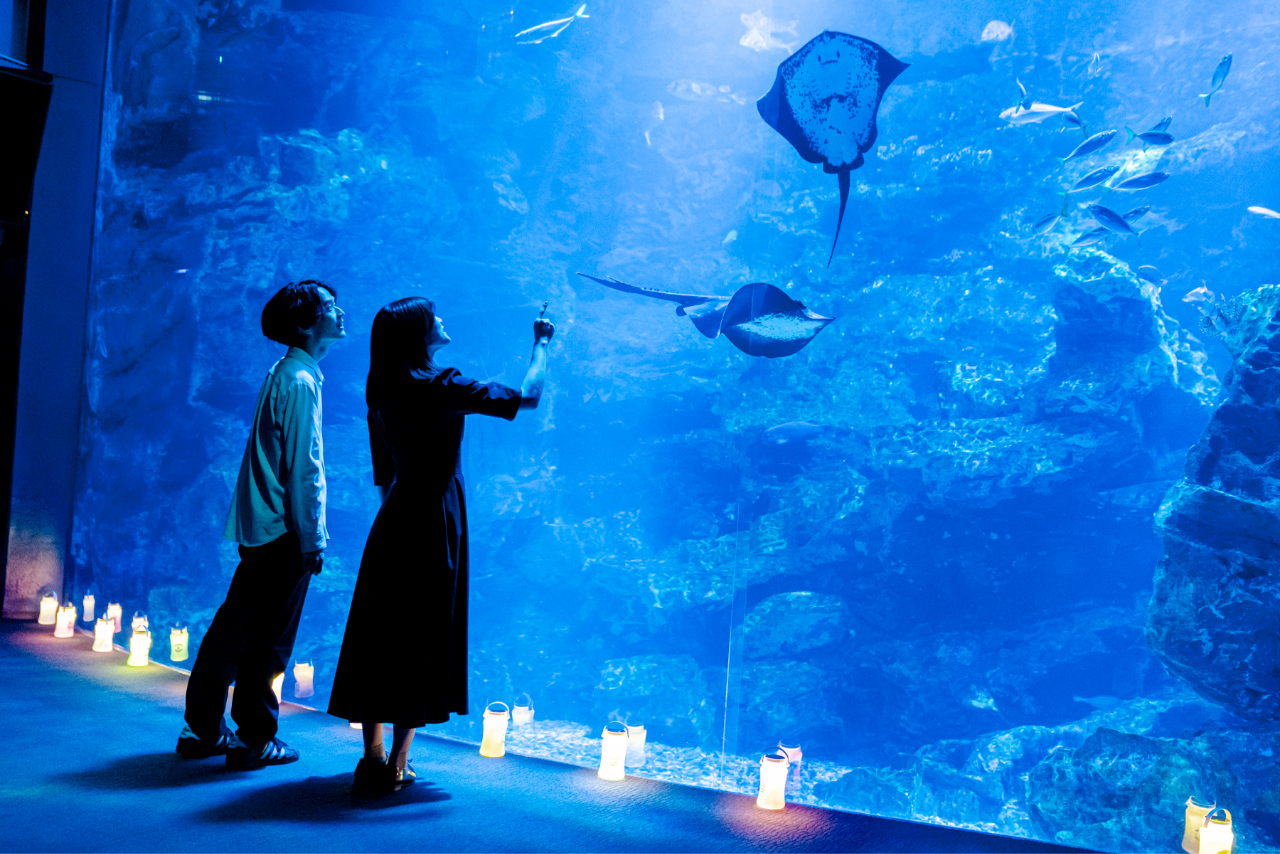 京都水族館 夏の「東の界」入場券 京都水族館 夏の「東の界」入場券