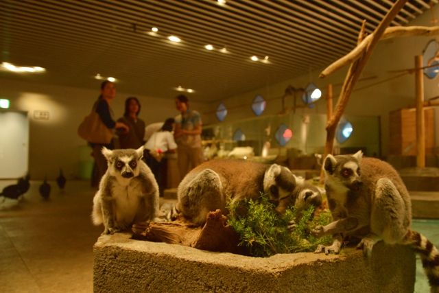 閉館後の夜にふれる 入館券 閉館後の夜にふれる 入館券