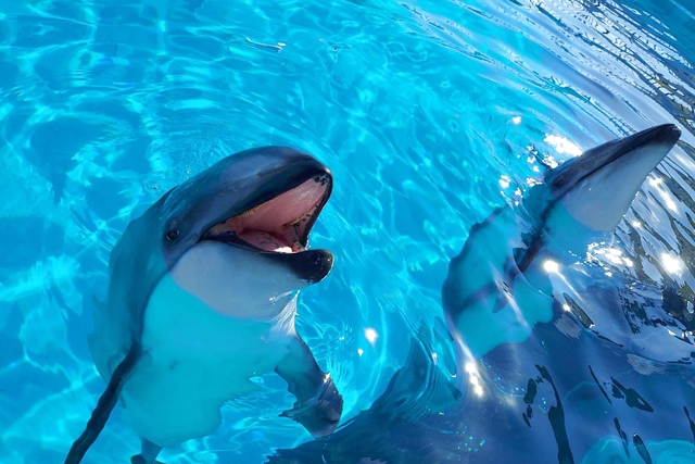 マリンワールド海の中道 写真6