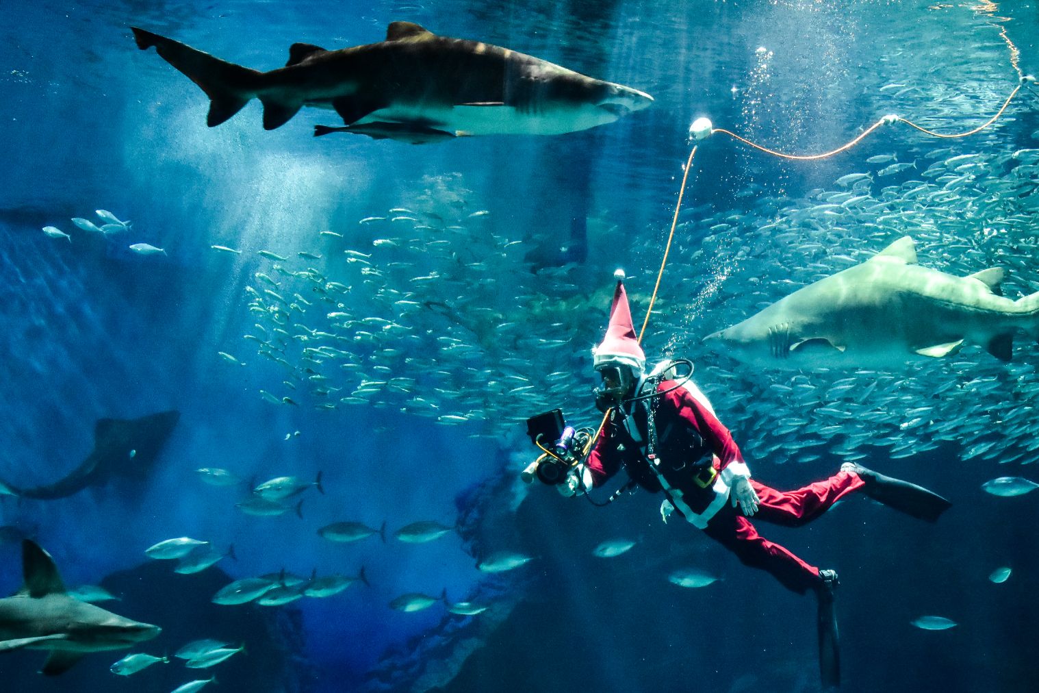 超特割!【最大14%割引】福岡・マリンワールド海の中道 WEB入場チケット ※2023年7月~ 超特割!【最大14%割引】福岡・マリンワールド海の中道 WEB入場チケット ※2023年7月~