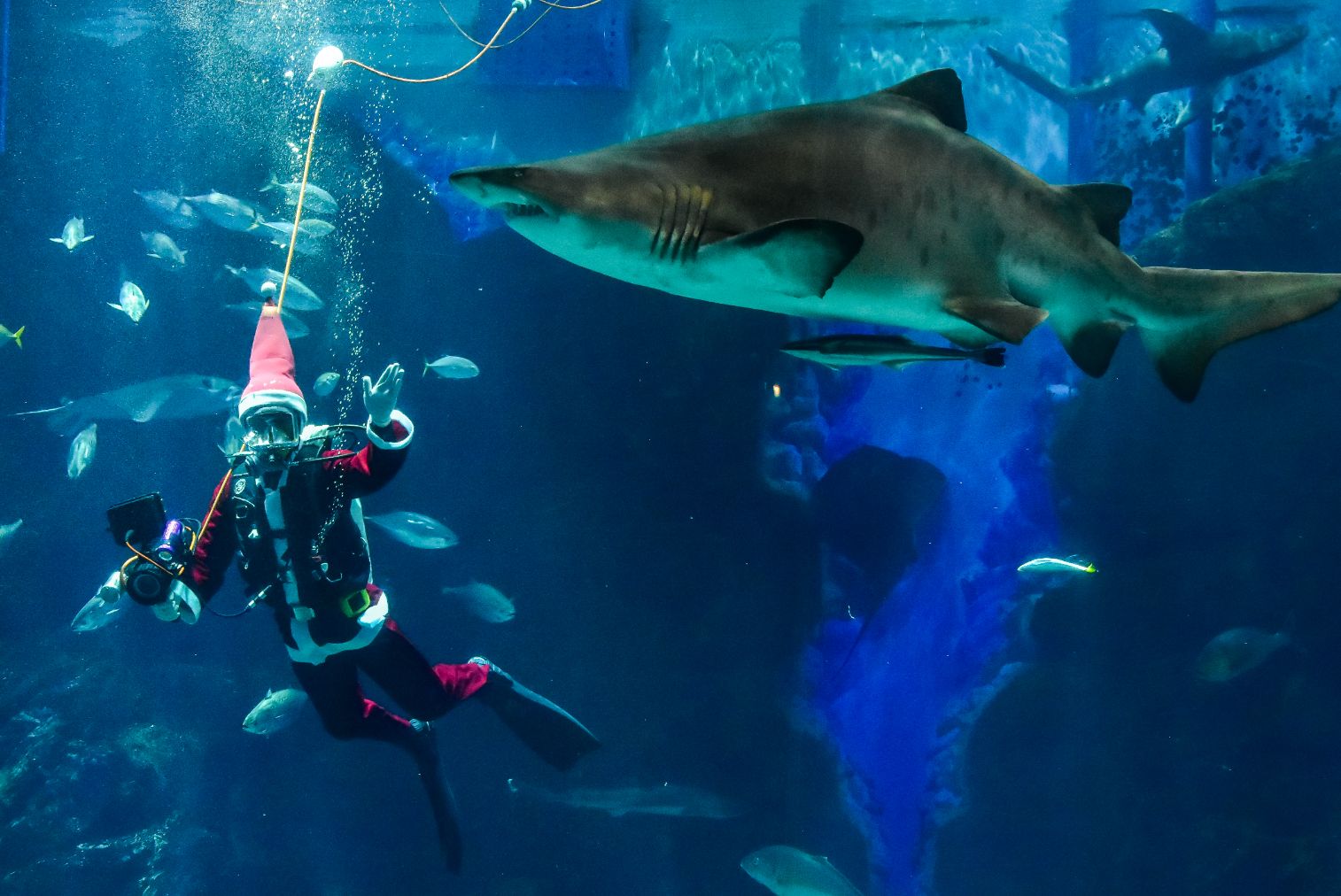 超特割!【13%割引】福岡・マリンワールド海の中道 WEB入場チケット(大人+小学生・中学生ペア券) 超特割!【13%割引】福岡・マリンワールド海の中道 WEB入場チケット(大人+小学生・中学生ペア券)