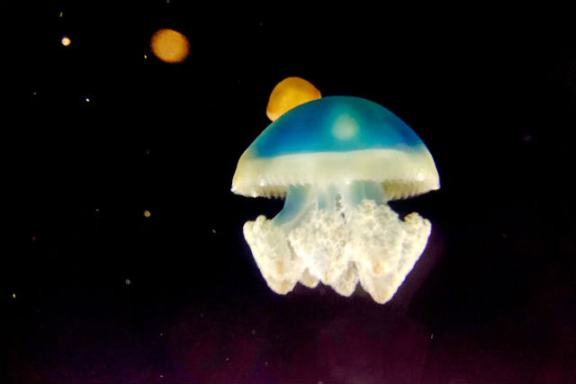 ヨコハマおもしろ水族館 写真6