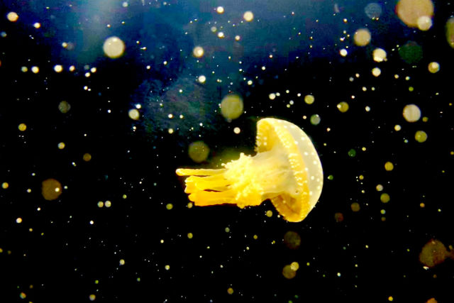 ヨコハマおもしろ水族館 写真4