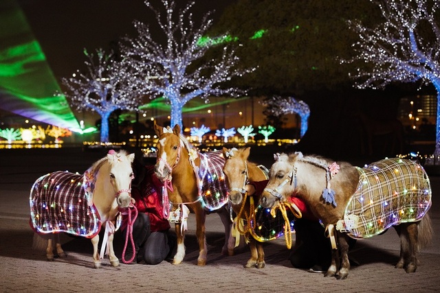 TOKYO MEGA ILLUMINATION 写真5
