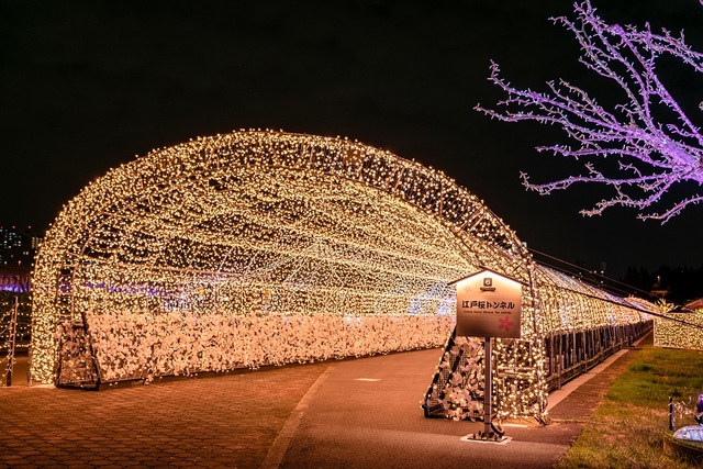 TOKYO MEGA ILLUMINATION 写真4