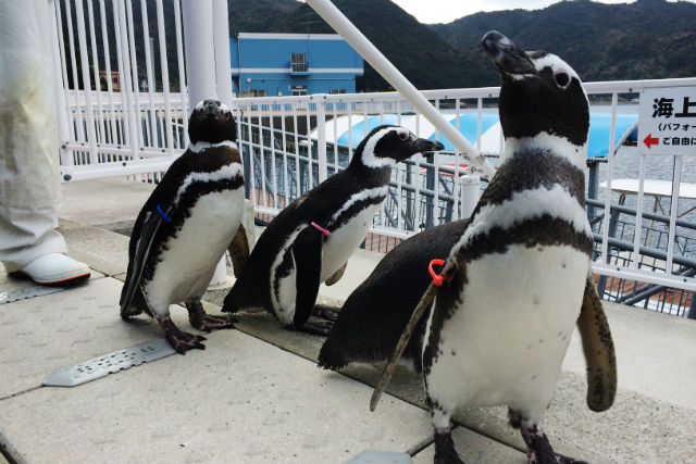 うみたま体験パーク 「つくみイルカ島」 写真4