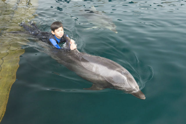うみたま体験パーク 「つくみイルカ島」 写真5