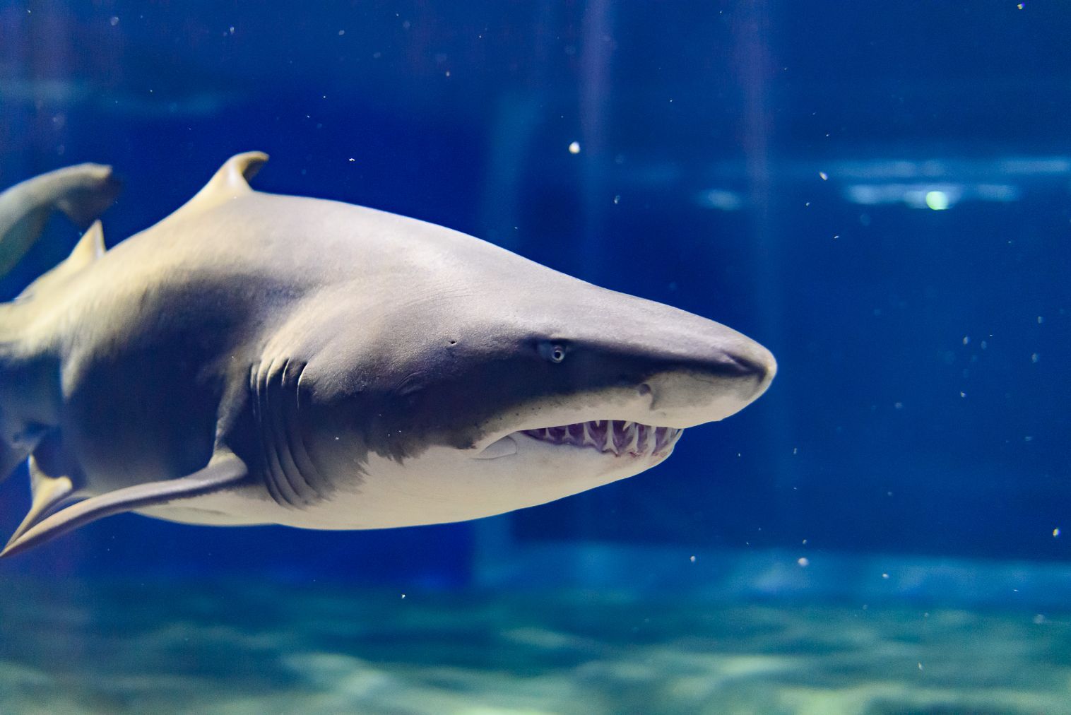 【アクアワールド学割】日付指定WEBチケット ※学生限定 【アクアワールド学割】日付指定WEBチケット ※学生限定