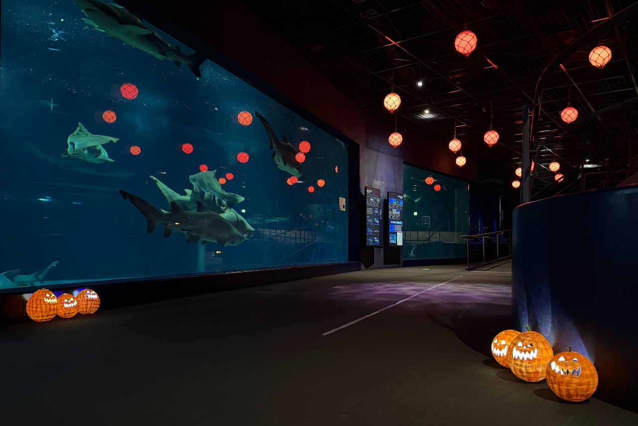 10月限定NIGHT AQUAWORLD~ハロウィンバージョン~ 10月限定NIGHT AQUAWORLD~ハロウィンバージョン~
