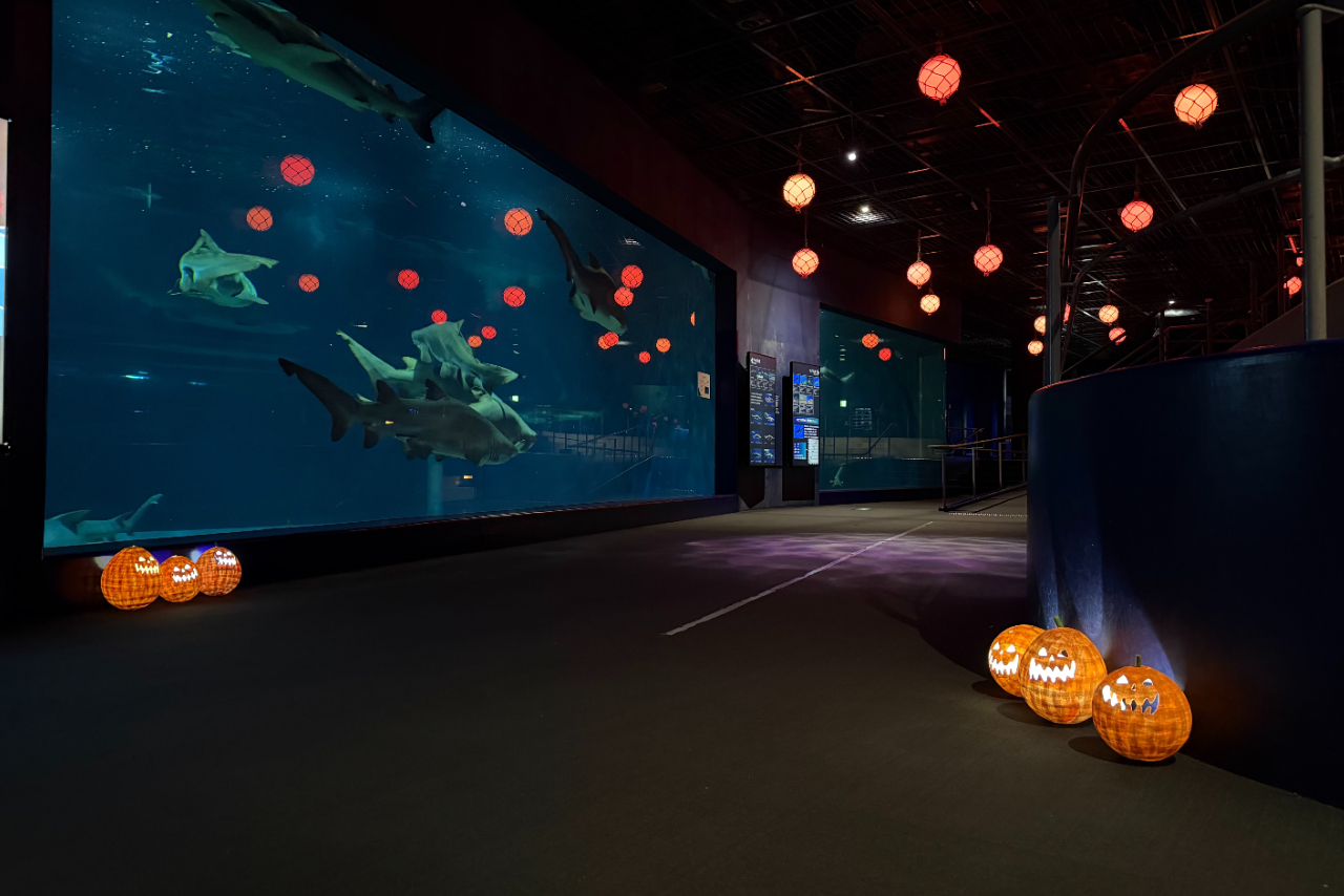 【ナイトバックヤードツアー付き】10月限定NIGHT AQUAWORLD~ハロウィンバージョン~ ※小学生未満参加不可 【ナイトバックヤードツアー付き】10月限定NIGHT AQUAWORLD~ハロウィンバージョン~ ※小学生未満参加不可
