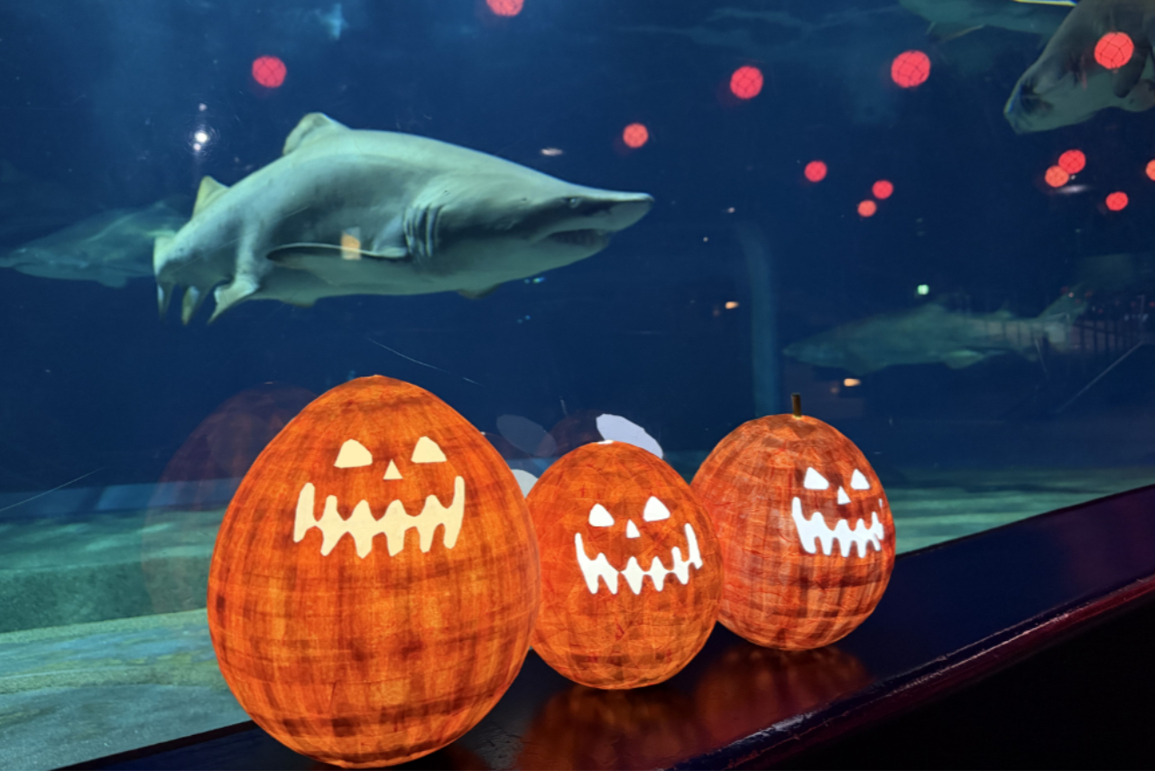 【ナイトバックヤードツアー付き】10月限定NIGHT AQUAWORLD~ハロウィンバージョン~ ※小学生未満参加不可 【ナイトバックヤードツアー付き】10月限定NIGHT AQUAWORLD~ハロウィンバージョン~ ※小学生未満参加不可