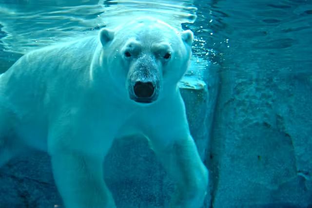 男鹿水族館GAO 入館券 男鹿水族館GAO 入館券