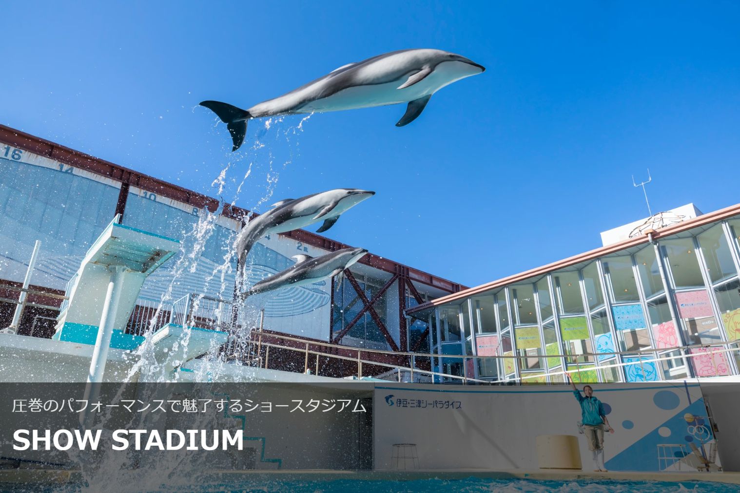 【最大200円割引】伊豆・三津シーパラダイス 日付指定入場券(当日購入可能) 【最大200円割引】伊豆・三津シーパラダイス 日付指定入場券(当日購入可能)