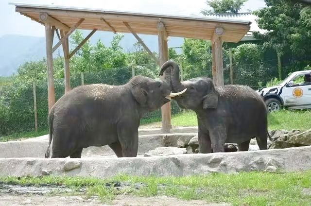 超特割!【最大28%割引】群馬サファリパーク 入園+エサ(あおくさ)+ふれあいパーク入場プラン ※冬季限定 超特割!【最大28%割引】群馬サファリパーク 入園+エサ(あおくさ)+ふれあいパーク入場プラン ※冬季限定