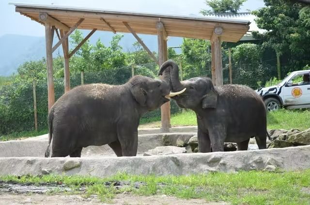 群馬サファリパーク 入園クーポン 群馬サファリパーク 入園クーポン