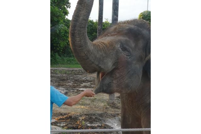 【運行日限定】群馬サファリパーク 夕暮れサファリバスツアー 【運行日限定】群馬サファリパーク 夕暮れサファリバスツアー