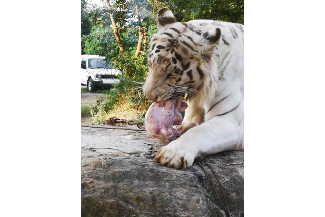 【運行日限定】群馬サファリパーク 夕暮れサファリバスツアー 【運行日限定】群馬サファリパーク 夕暮れサファリバスツアー