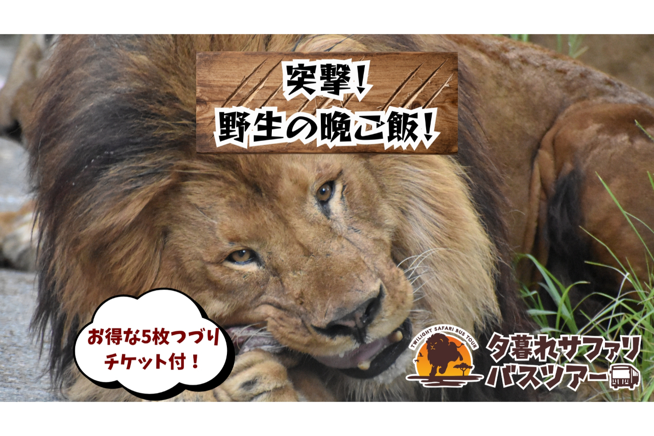 【夏休み限定イベント開催】【運行日限定】動物の晩ご飯を巡るレアツアー「夕暮れサファリバスツアー」 【夏休み限定イベント開催】【運行日限定】動物の晩ご飯を巡るレアツアー「夕暮れサファリバスツアー」