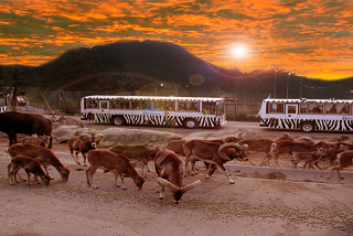 【運行日限定】群馬サファリパーク 夕暮れサファリバスツアー 【運行日限定】群馬サファリパーク 夕暮れサファリバスツアー