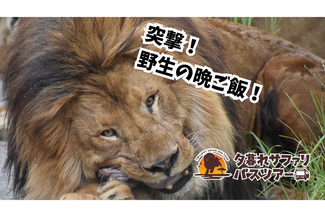 【運行日限定】日中入園料+夕暮れサファリ セットチケット 【運行日限定】日中入園料+夕暮れサファリ セットチケット