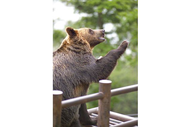 のぼりべつクマ牧場 写真3