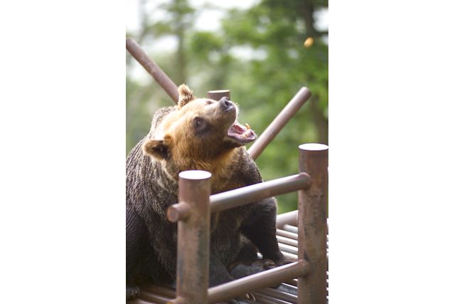 のぼりべつクマ牧場 写真4