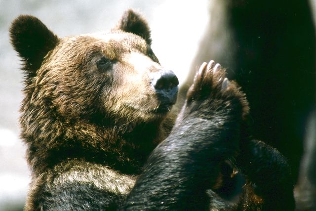 のぼりべつクマ牧場 写真5