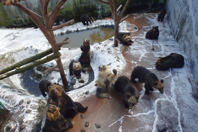 のぼりべつクマ牧場 写真8