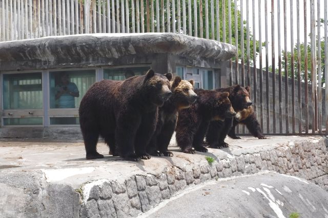 のぼりべつクマ牧場 写真7