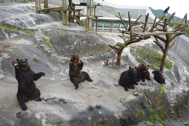 のぼりべつクマ牧場 写真6