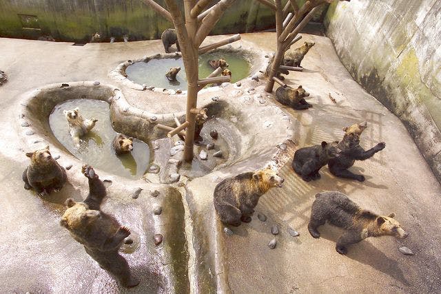 のぼりべつクマ牧場 2枚目