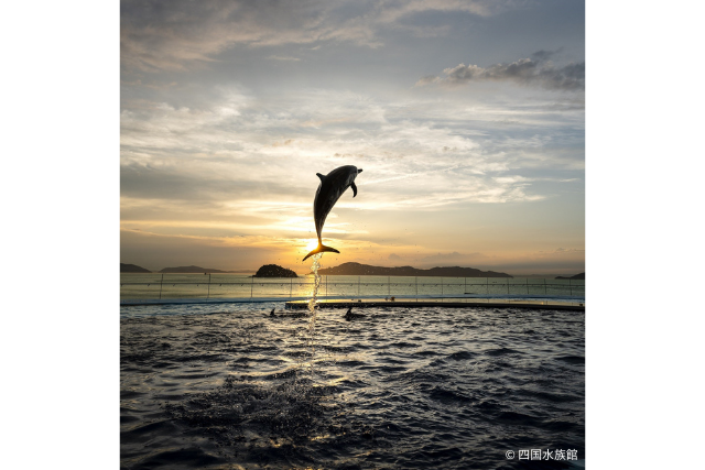 四国水族館 3枚目