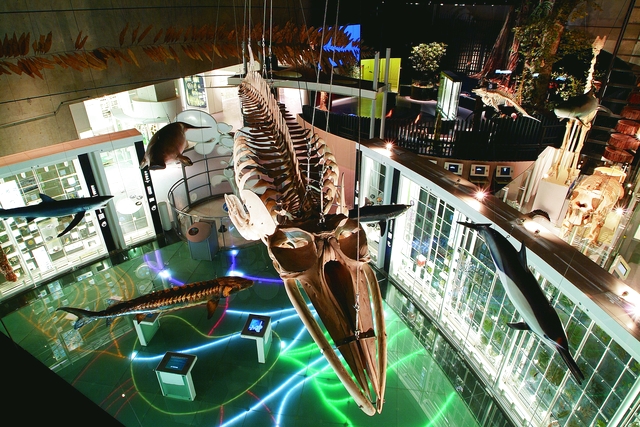 国立科学博物館 写真6