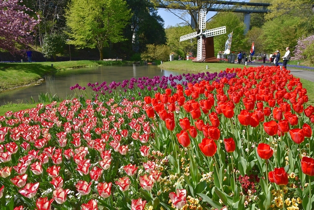 鳥取県立とっとり花回廊 2枚目
