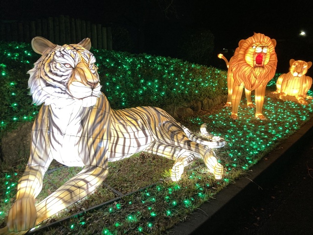 【15時から利用可】イルミネーション入園券 【15時から利用可】イルミネーション入園券