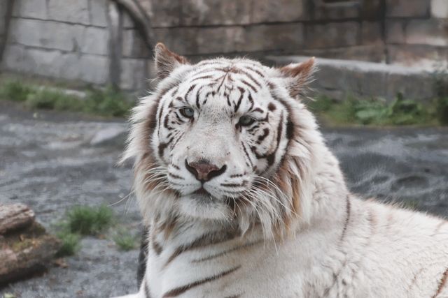 【GOGO割】入園券 ※14時~入場可 【GOGO割】入園券 ※14時~入場可