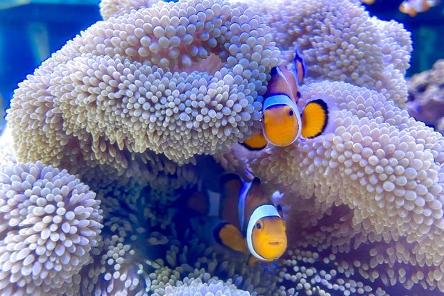 【スムーズに入園できる!】南知多ビーチランド&南知多おもちゃ王国 入園券 【スムーズに入園できる!】南知多ビーチランド&南知多おもちゃ王国 入園券