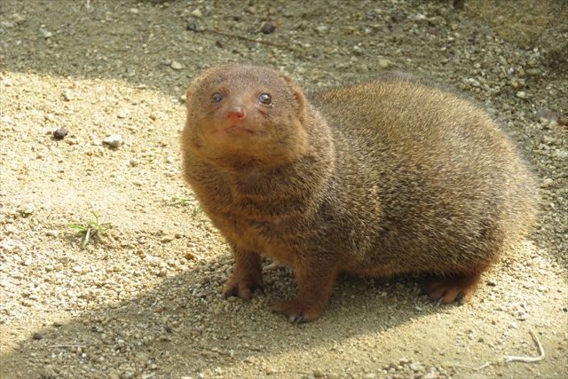 天王寺動物園 写真5