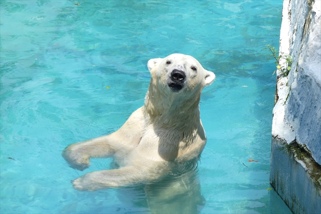 天王寺動物園 写真8