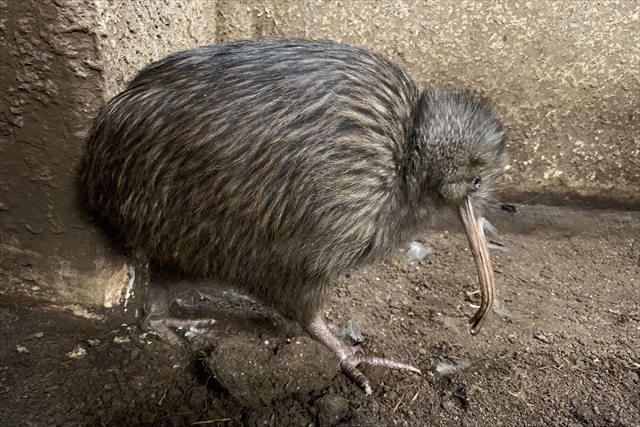 天王寺動物園 写真4