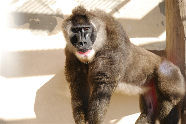 天王寺動物園 写真6