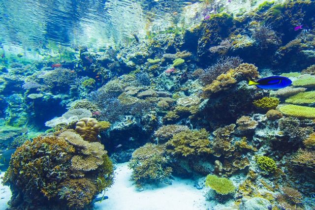 【2026年 夏季web限定販売】17時以降は2割引 沖縄美ら海水族館 前売券 【2026年 夏季web限定販売】17時以降は2割引 沖縄美ら海水族館 前売券