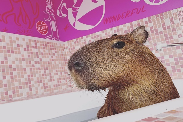 原宿かわいい動物園 レッツエンジョイ東京