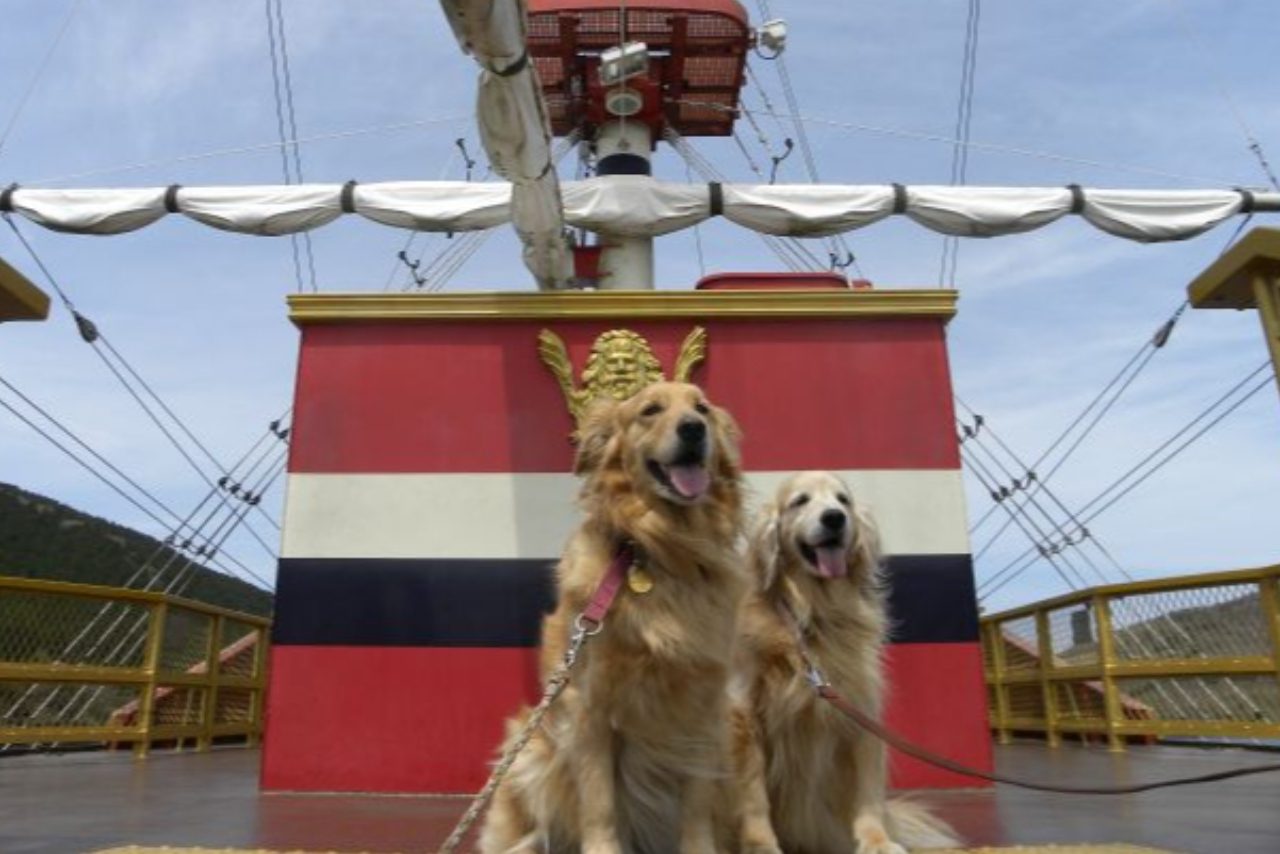 【ワンちゃん専用クルーズ】大型犬も大歓迎!愛犬と一緒に海賊船♪♪ 【ワンちゃん専用クルーズ】大型犬も大歓迎!愛犬と一緒に海賊船♪♪