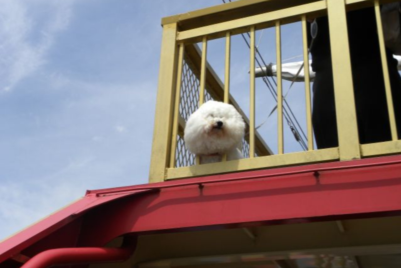 【ワンちゃん専用クルーズ】大型犬も大歓迎!愛犬と一緒に海賊船♪♪ 【ワンちゃん専用クルーズ】大型犬も大歓迎!愛犬と一緒に海賊船♪♪