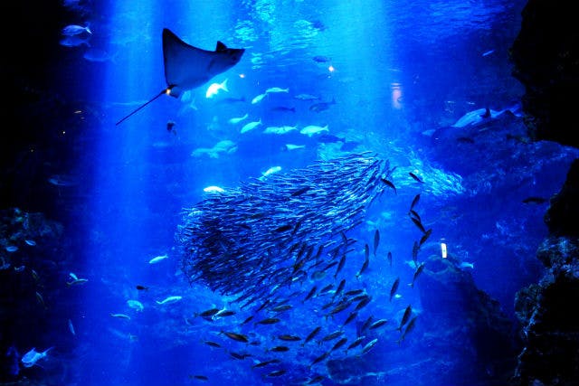 京都鉄道博物館×京都水族館 写真6