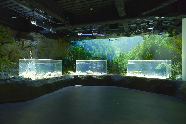 カワスイ 川崎⽔族館 写真8
