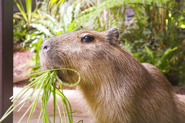 カワスイ 川崎⽔族館 写真5